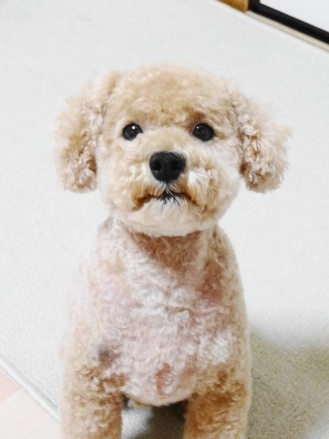 イメージ 9