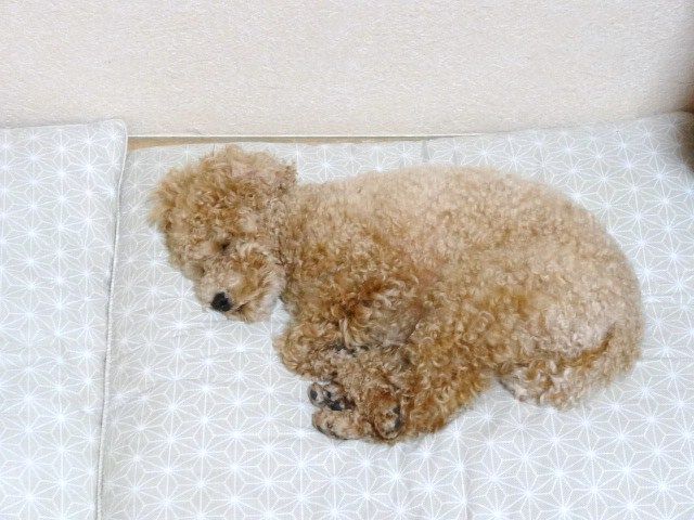 イメージ 7