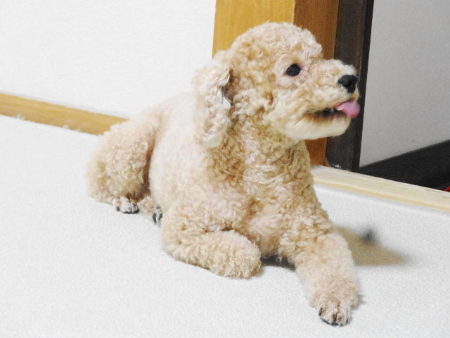 イメージ 6