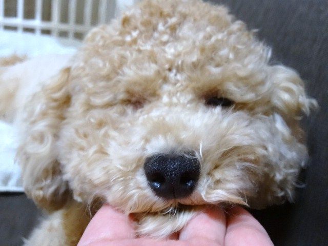 イメージ 6