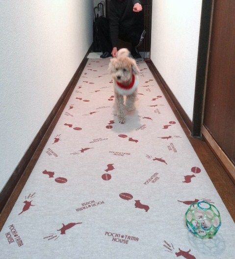イメージ 13
