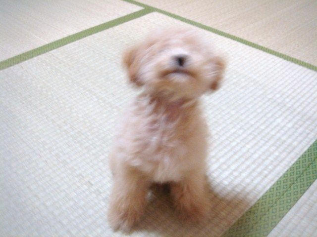 イメージ 10