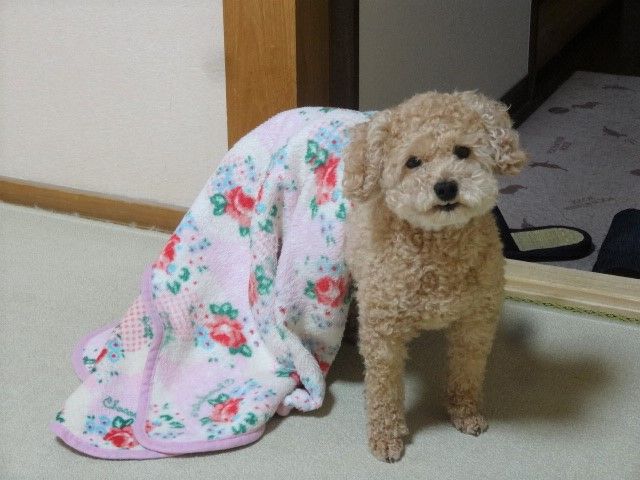 イメージ 9