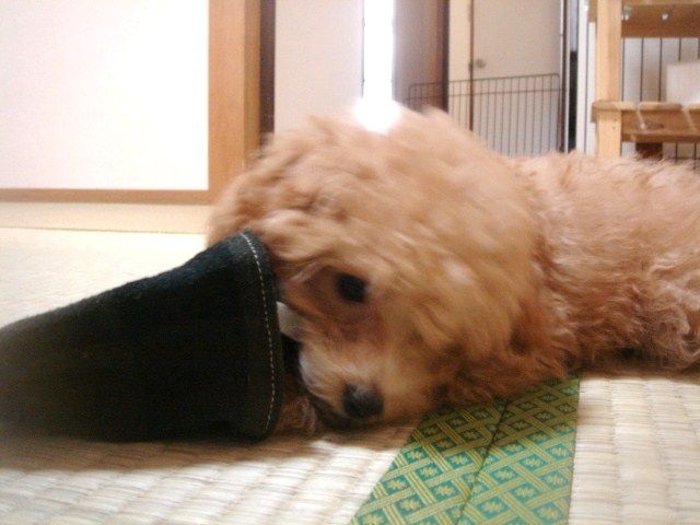 イメージ 6