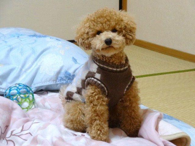 イメージ 7
