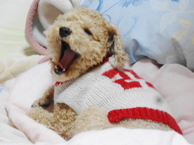 イメージ 10