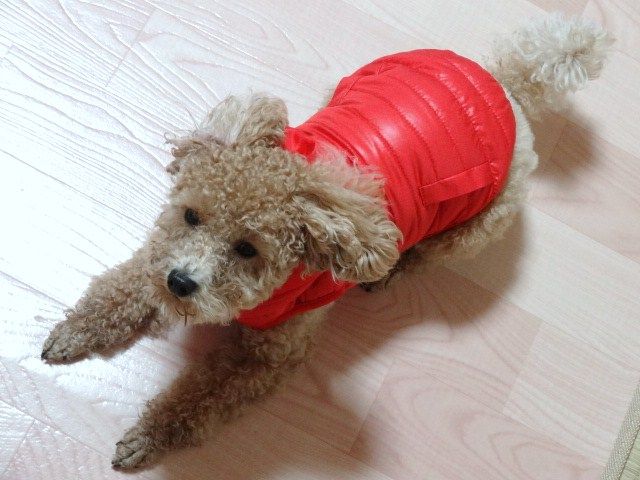 イメージ 9