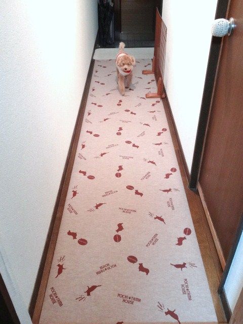 イメージ 7
