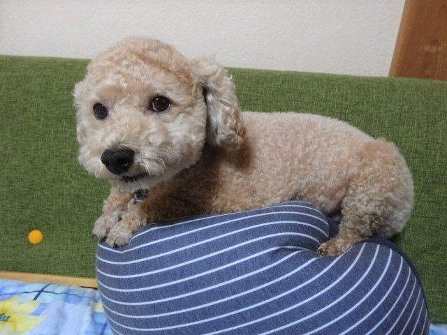 イメージ 9
