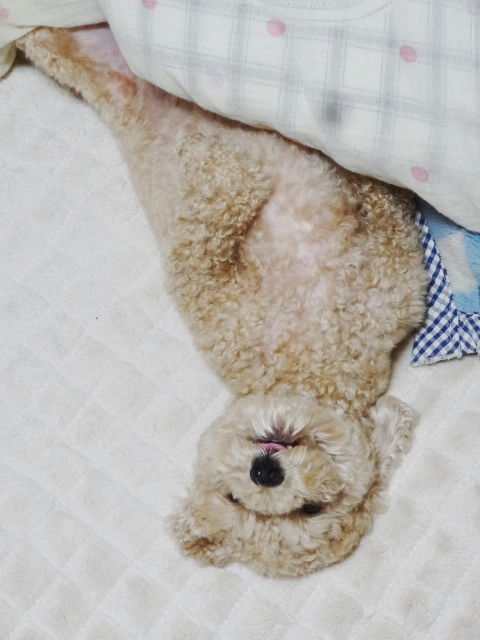 イメージ 8