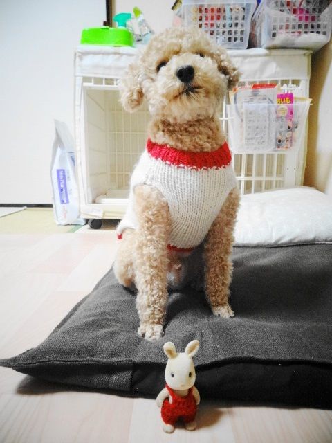 イメージ 5