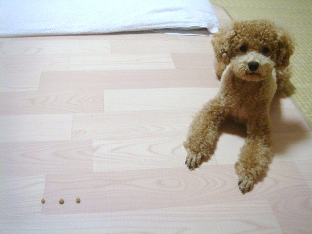 イメージ 9