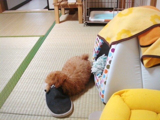 イメージ 8