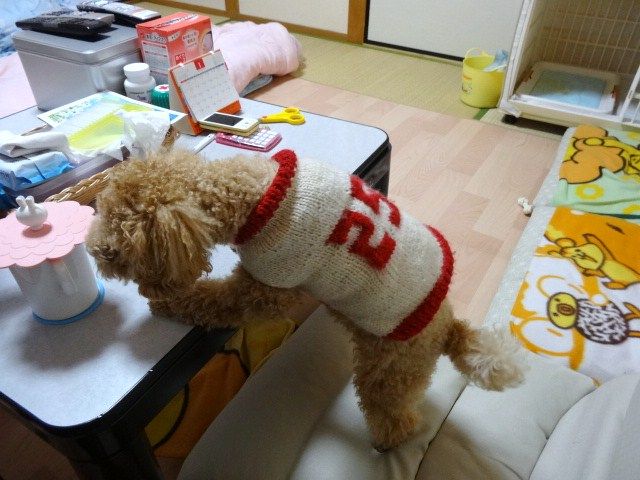 イメージ 5
