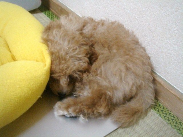 イメージ 4