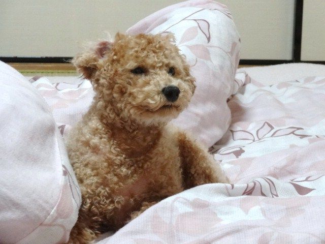 イメージ 5