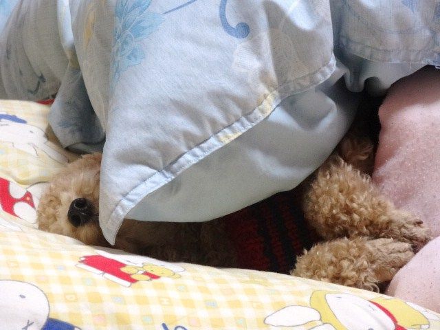 イメージ 7