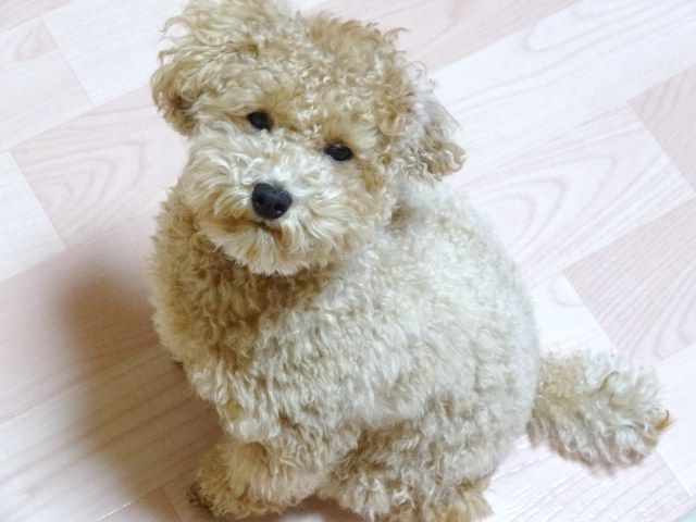 イメージ 5
