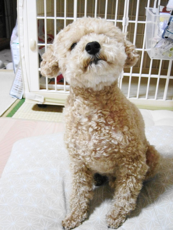 イメージ 8