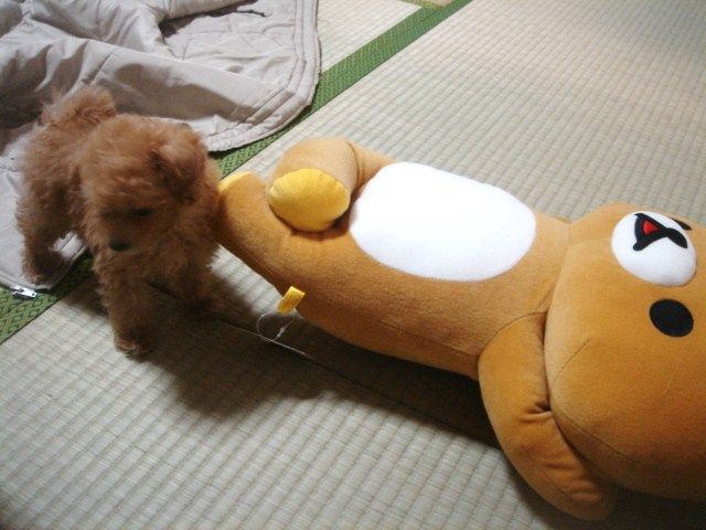 イメージ 6