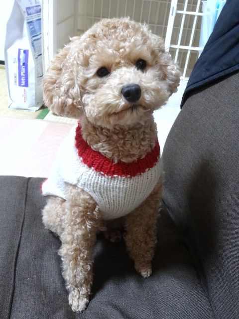 イメージ 7