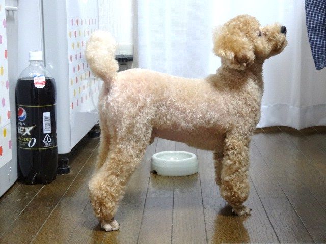 イメージ 12