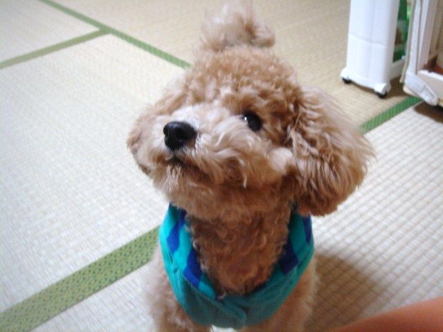 イメージ 5
