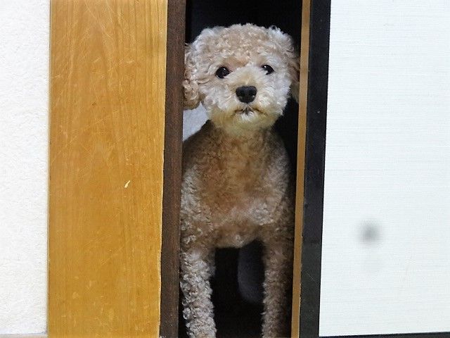イメージ 8
