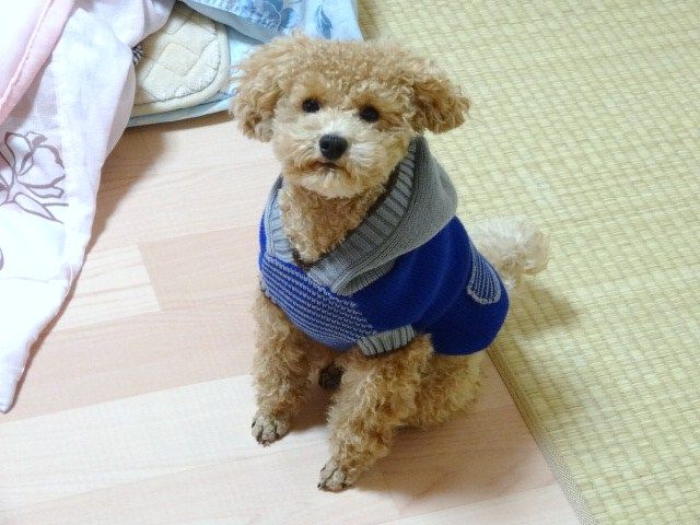 イメージ 10