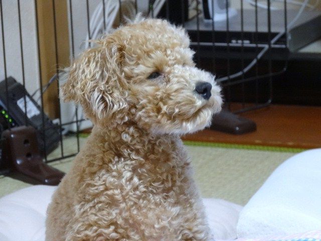 イメージ 7
