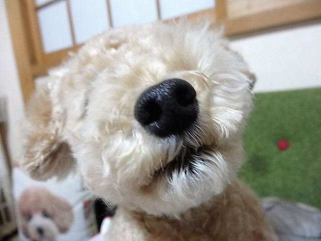 イメージ 10