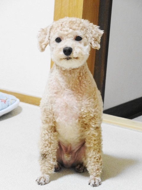 イメージ 6