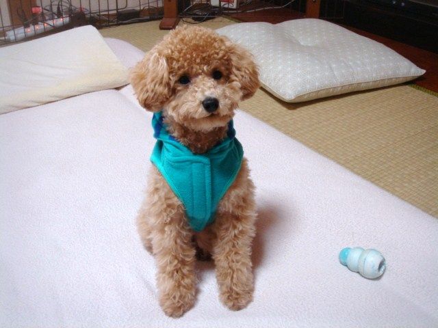 イメージ 7