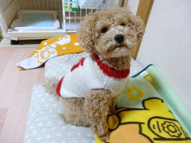イメージ 5