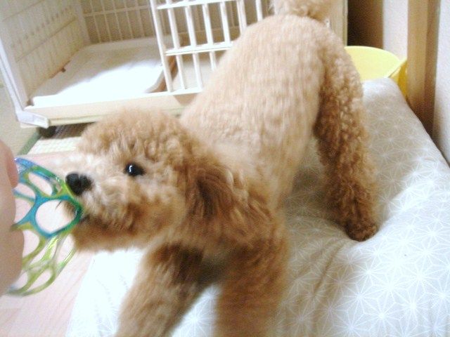 イメージ 7