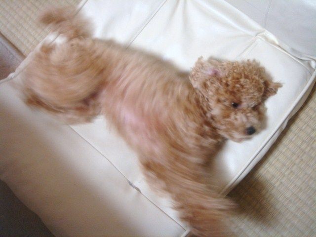 イメージ 11