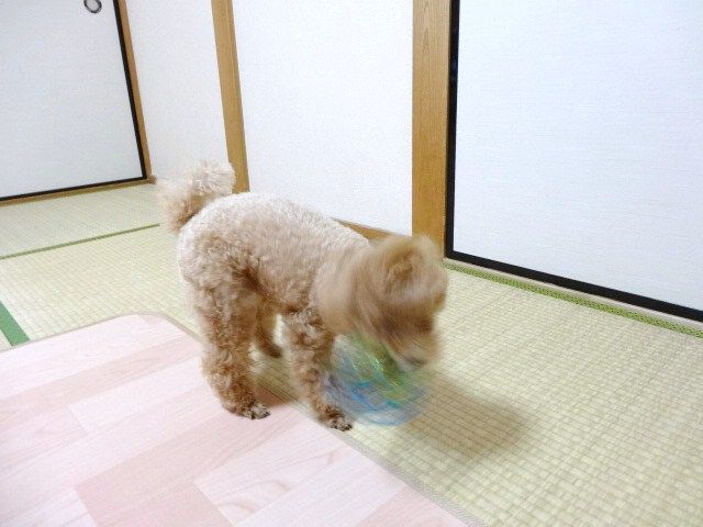 イメージ 4