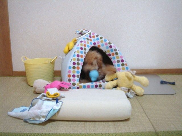 イメージ 5