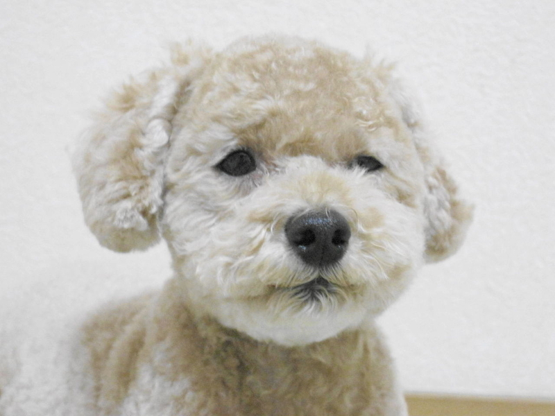 イメージ 15