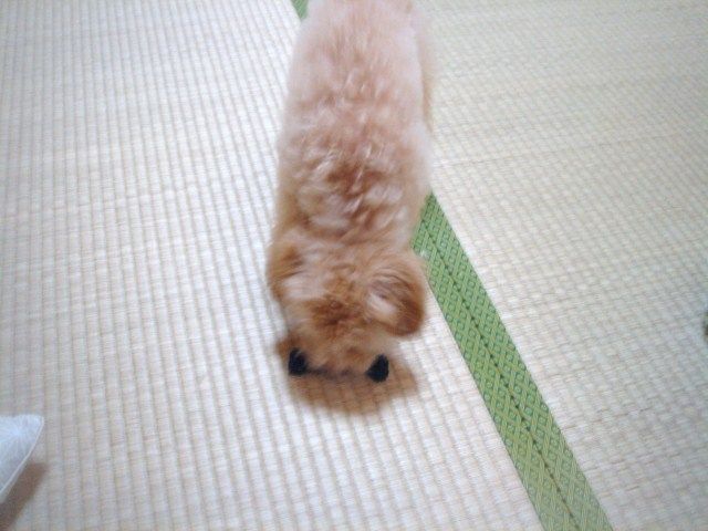 イメージ 11