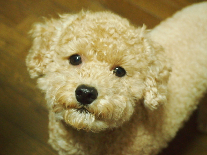 イメージ 7