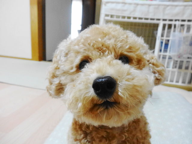 イメージ 4