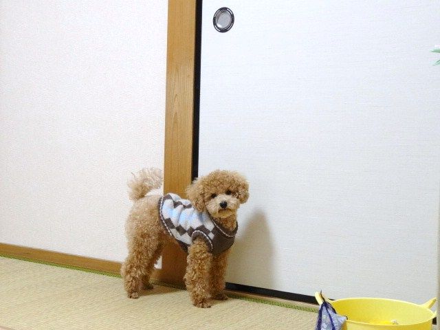 イメージ 5