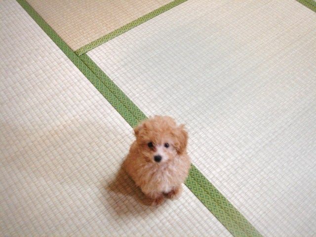 イメージ 4