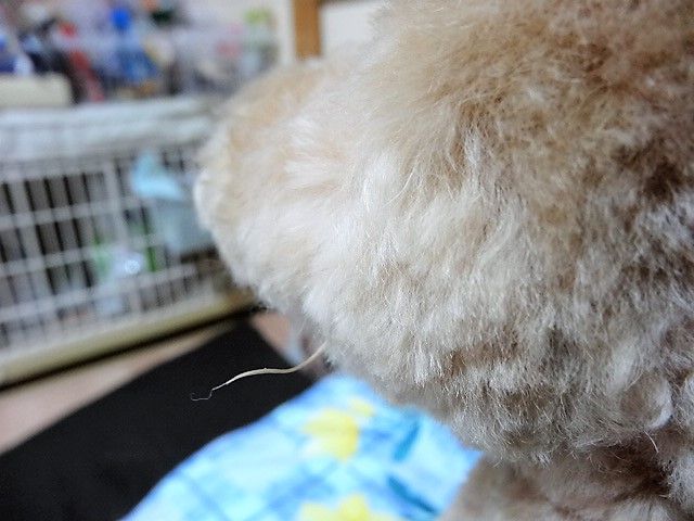 イメージ 4