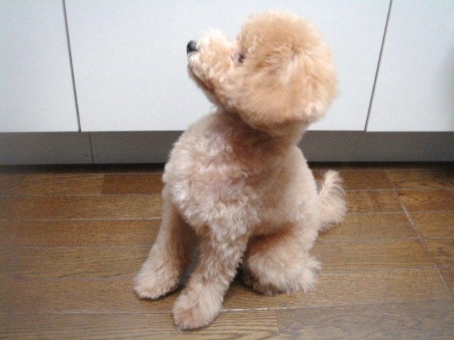 イメージ 12