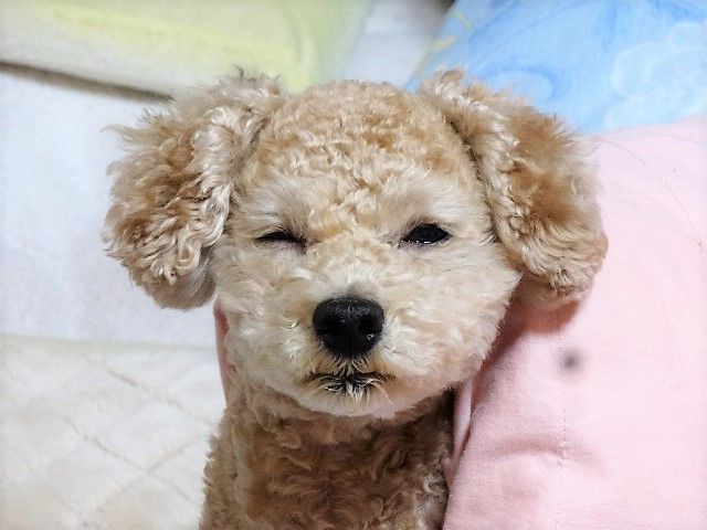 イメージ 5