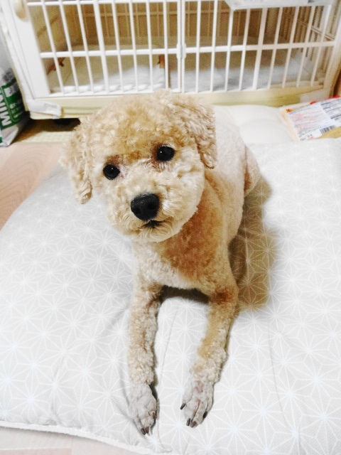 イメージ 9