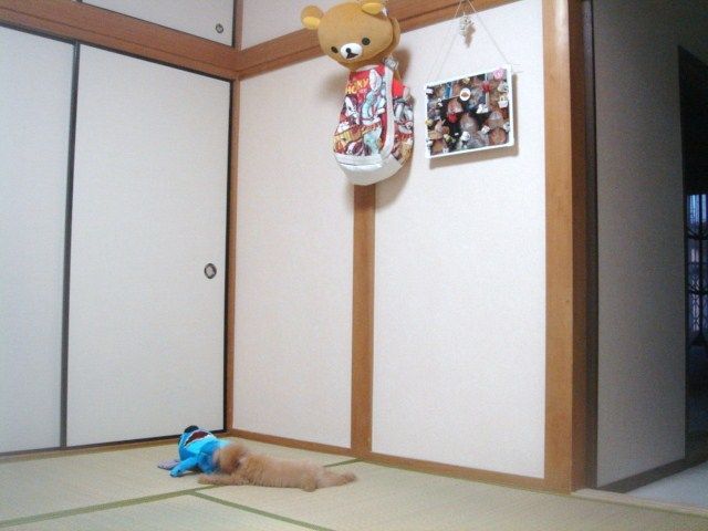 イメージ 5