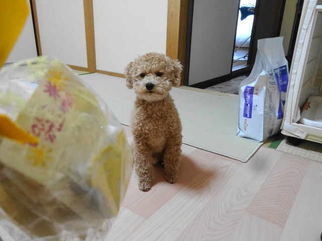 イメージ 5